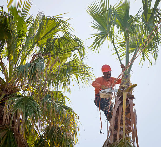 Best Tree Disease Treatment  in Fort Ashby, WV